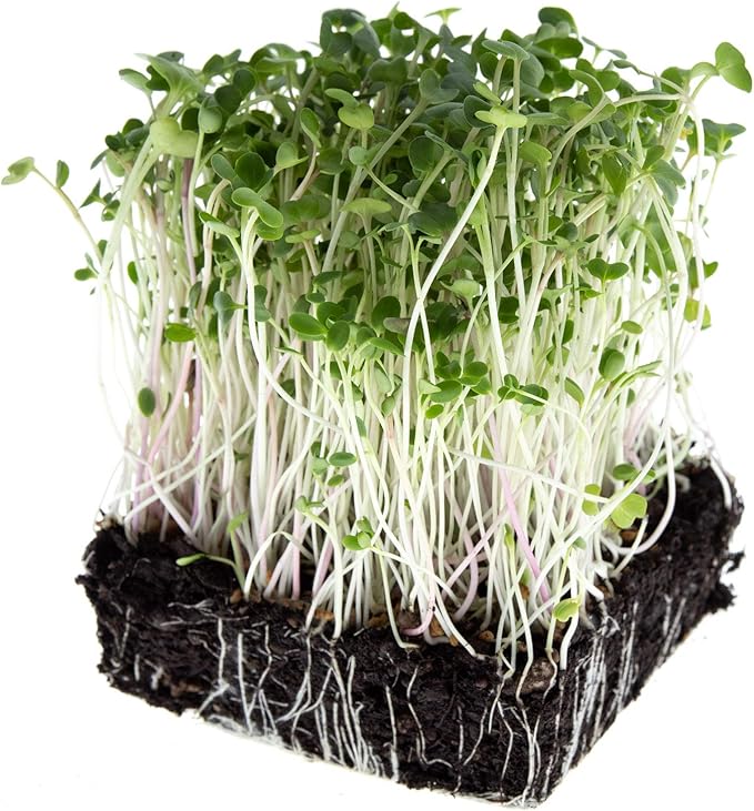 Spicy Sprouting Mix | Contains Tendergreen, Radish & Crimson Clover Seeds for Sprouting | Non GMO Heirloom Seeds | Bulk 1 LB Resealable Bag | Rainbow Heirloom Seed Co.