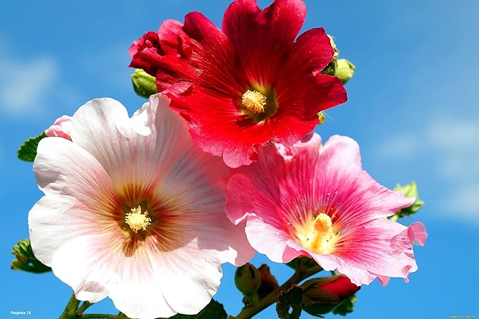 Seeds Assorted Colors Hollyhock Flowers 30 Seeds to Grow Stock-Rose Elegant Mix Perennial Plant in Spring or Fall