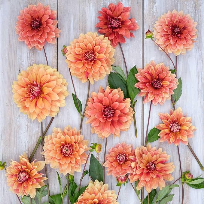 Eden Brothers Dahlia Bulbs (Decorative) - Miss Brandy