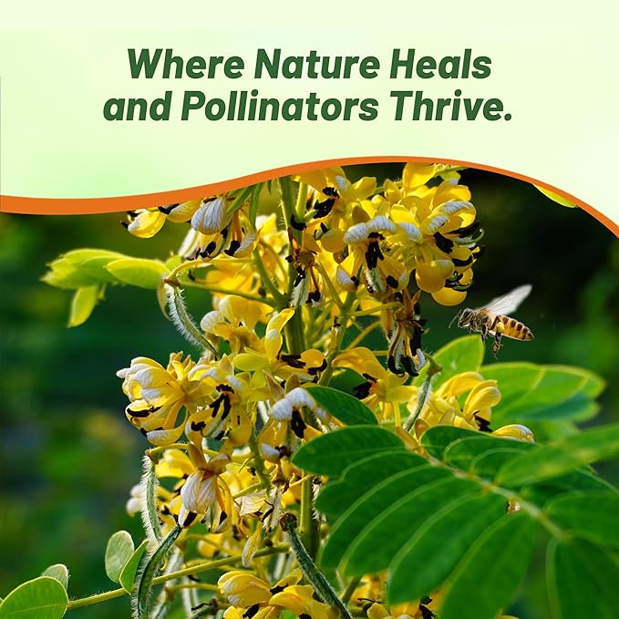 Outsidepride Wild Senna Seeds - 200 Pcs. Perennial, Low Maintenance & Pollinator Friendly, Herb Seeds for Planting Tall, Vibrant Yellow Blooms for Garden Beds, Borders & Wildflower Meadows