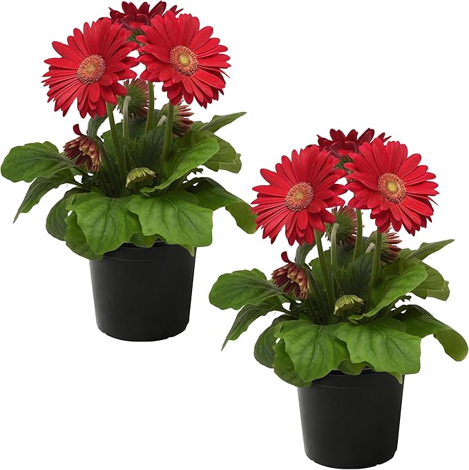Live Flowering Gerbera Daisies - Shades of Pink (2 Plants Per Pack) - Beautiful Spring Flowers - 12" Tall by 5" Wide in 1 Qt Pot