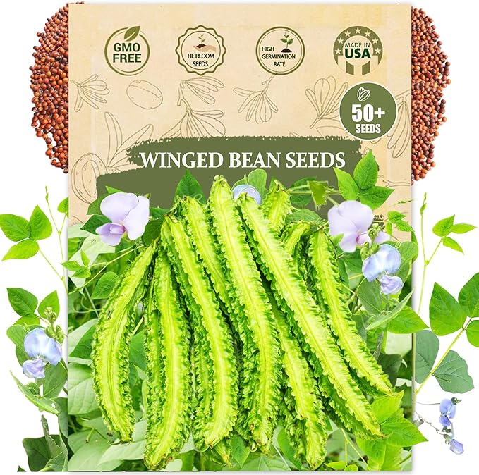 Winged Bean Seeds (Dragon Bean) – 50+ Non-GMO, High-Yielding Heirloom Seeds for Planting – Four-Angled Bean, Easy to Grow, Nutritious Vegetable