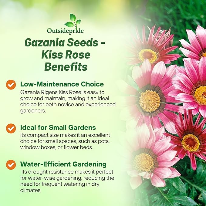 Outsidepride Kiss Rose Gazania Seeds for Planting – 50 Pcs Perennial, Low-Maintenance, Drought-Tolerant Ground Cover Seeds for Vibrant Summer & Fall Flowers, Great for Outdoor Gardens
