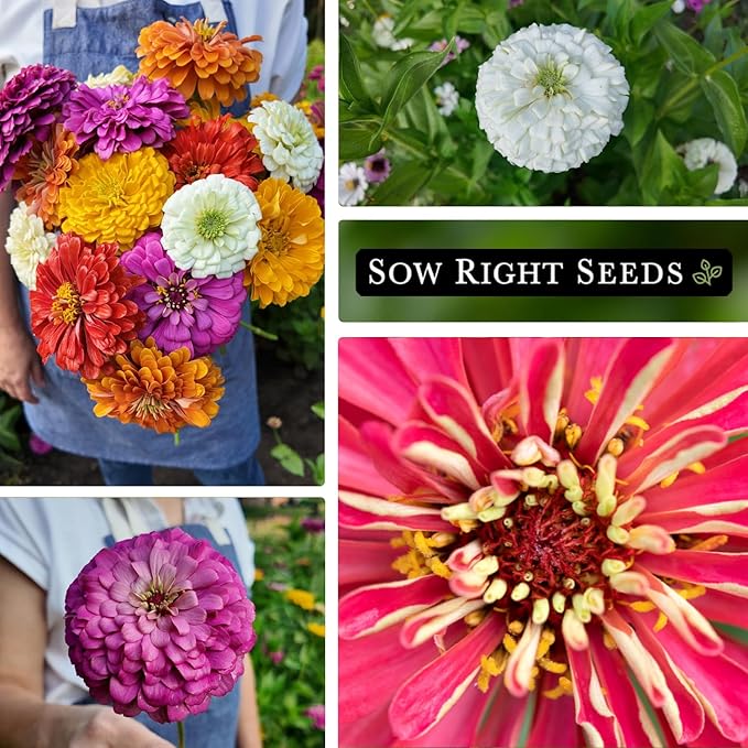 Sow Right Seeds - Bulk Mixed Zinnia Seeds for Planting - 1 Ounce, 4300 Seeds - Non-GMO Heirloom Jumbo Pack to Grow in Your Flower Garden - Abundant Amount of Beautiful Cut and Come Again Flowers