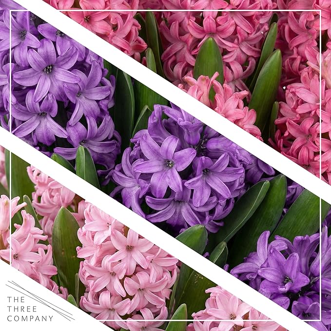 Live Flowering Hyacinth (4 Per Pack) - Grower's Choice Assorted Colors, Beautiful Spring Bulbs, Ships Dormant in a 1 Pint Pot, Blooms in 2-3 Weeks