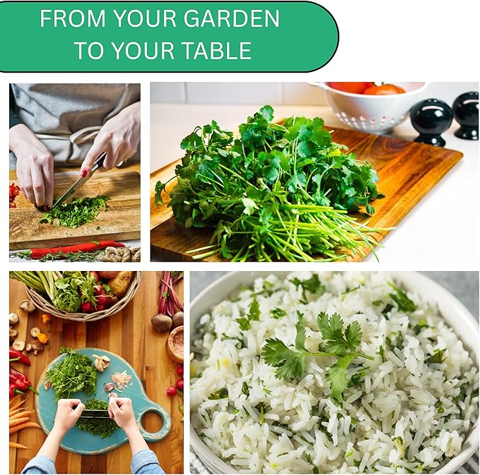 Woods Creek Seeds: Slow Bolt Cilantro Seeds for Planting - Over 300 Premium Heirloom Cilantro Seed Pack - Non-GMO Coriander Seed for Planting Indoor or Outdoor Herb Gardens