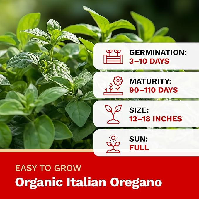 The Harvest Company Organic Seeds Collection – USDA Certified, Non-GMO, Open-Pollinated for Indoor & Outdoor Planting (Italian Oregano)