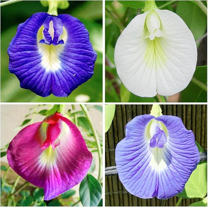 30Pcs Butterfly Pea Flower Seeds for Planting-Non-GMO Heirloom Plant Seeds Garden Outdoor
