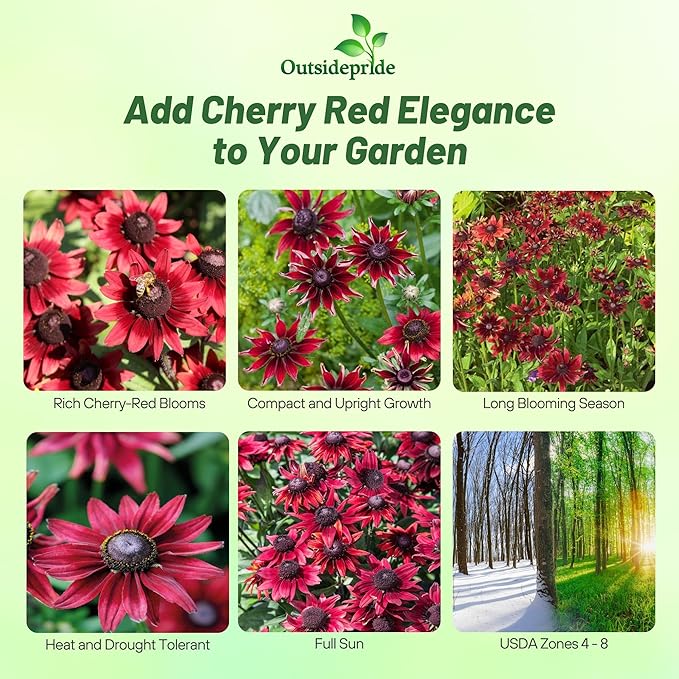 Outsidepride Cherry Brandy Rudbeckia Seeds - 50 Pcs. Annual, Easy to Grow & Self-Seeding Flower Seeds for Planting Red Blooms, for Low Maintenance Pollinator Gardens & Erosion Control