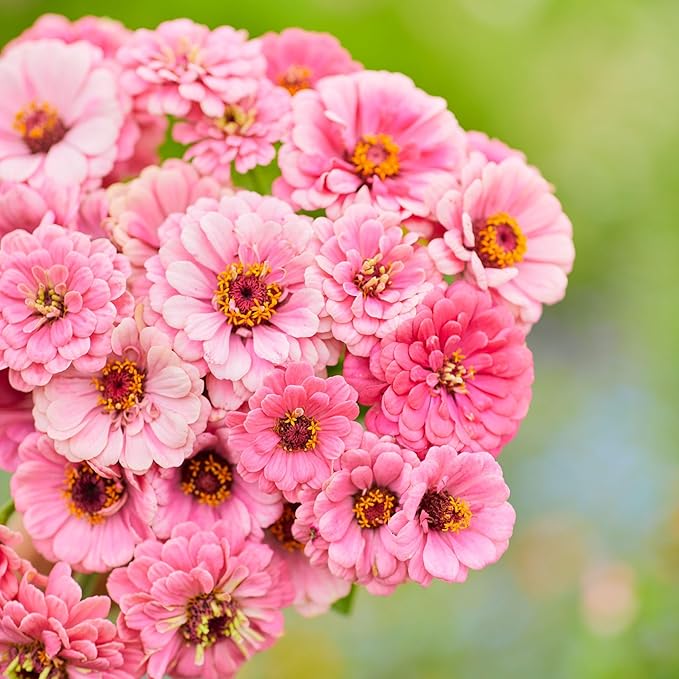Eden Brothers Zinnia Seeds - Luminosa, Non-GMO Seeds for Planting, 1 oz | Low-Maintenance Flower Seeds, Plant During Spring, Zones 3, 4, 5, 6, 7, 8, 9, 10