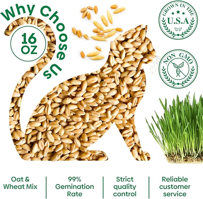 Cat Grass Seeds, 16 OZ, Grown in The USA for Indoor Cats, Non-GMO, 1 Pound