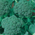 Organic Waltham 29 Broccoli Seeds - 1 LB ~144,000 Seeds - Non-GMO, Open Pollinated, Heirloom, Vegetable Gardening & Micro Greens Seed