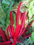 Swiss Chard Rhubarb Seeds,50 Count COOL BEANS N SPROUTS Brand. Heirloom. Non-GMO. Home Gardening.