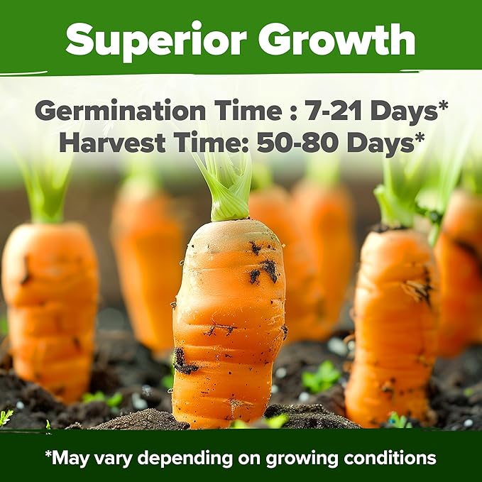 HOME GROWN Rainbow Carrot Seeds 2500+ Heirloom Seeds (10 Varieties) – High Germination, Vegetable Seeds for Planting Indoors or Outdoor Home Garden