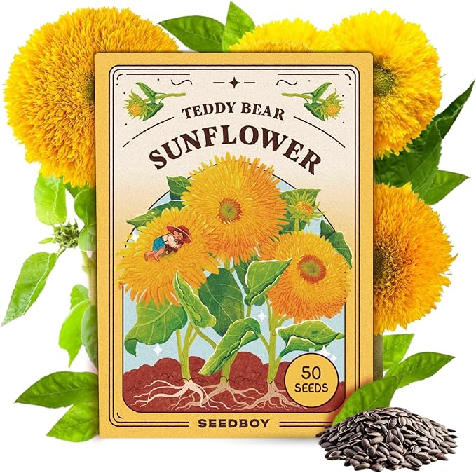 Seedboy Sungold Teddy Bear Sunflower Seeds for Planting Indoor and Outdoor, Non-GMO and USDA Certified Flower Seed Packet for Hydroponic Garden Indoor or Planting Outdoor (Teddy Bear Sunflower)