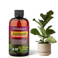 𝐏𝐑𝐄𝐌𝐈𝐔𝐌 Liquid Silica Plant Supplement - 8oz (250mL) - Fiddle Leaf FIG Plants Liquid Silica Boost Fertilizer - Stronger Stems & Healthy Leaves for Indoor & Outdoor Plants (Makes 45 Gallons)