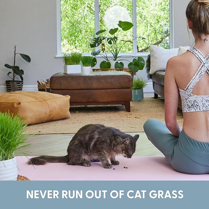 The Cat Ladies Cat Grass for Indoor Cats - Growing Kit - Organic Cat Grass Seeds, Soil and BPA Free Containers (Non GMO) - Locally Sourced Seeds! (3 Pack)