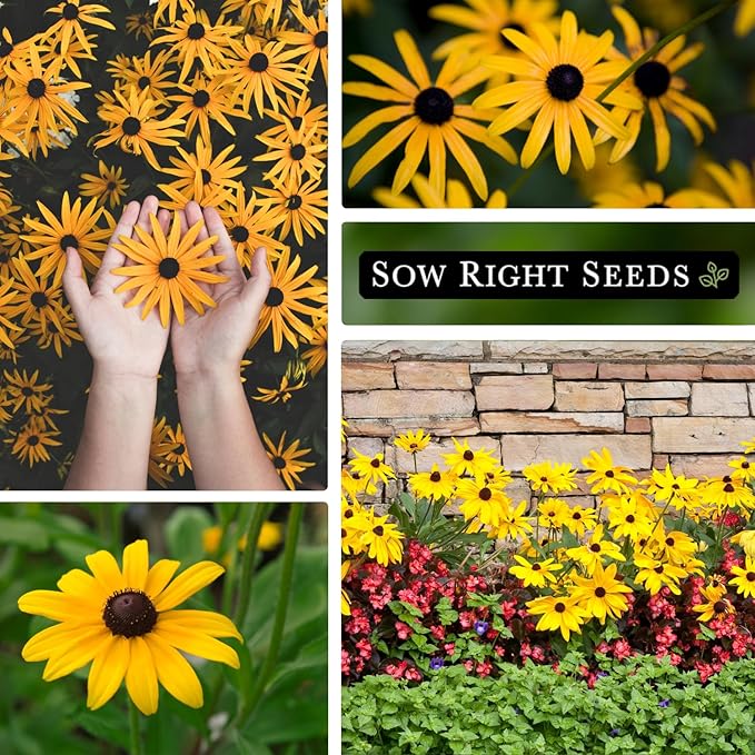 Sow Right Seeds - Black Eyed Susan Flower Seeds for Planting - Non-GMO Heirloom Seeds Packet to Plant a Home Garden - Perennial Wildflowers Attract Pollinators to Yard - Yellow with White Centers (4)