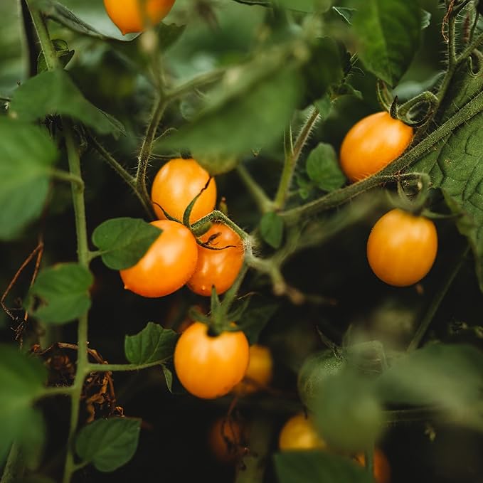 Blondkopfchen Yellow Cherry Tomato - 50 Seeds - German Heirloom Tomato Variety, Easy-to-Grow and Sweet, USA-Grown, Non-GMO Vegetable Seeds for Planting Outdoors in The Garden, Thresh Seed Company