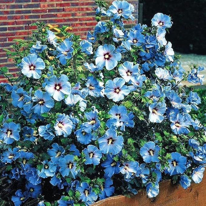 Flower Seeds 100 + Seeds Double Color Hibiscus Seeds Hardy Flower Easy Grow Seed