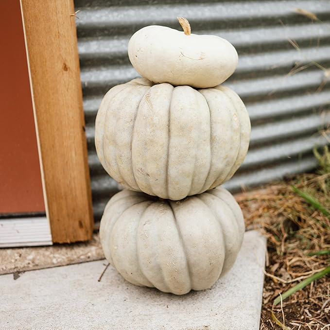 Jarrahdale Blue Pumpkin Winter Squash - 25 Seeds - Heirloom & Open-Pollinated Variety, Easy-to-Grow, Non-GMO Vegetable Seeds for Planting Outdoors in The Home Garden, Thresh Seed Company