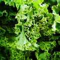 Kale Garden Seeds - Dwarf Siberian - 5 Lb ~640,000 Seeds - Non-GMO, Heirloom Vegetable Gardening, Sprouting & Microgreens Seed