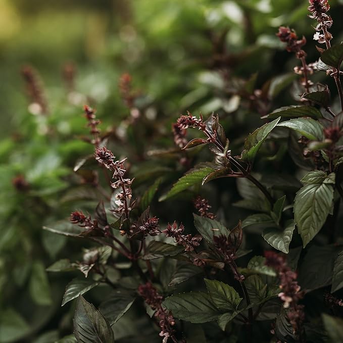 Cinnamon Basil - 250 Seeds - Heirloom & Open-Pollinated Variety, Non-GMO Culinary Herb Seeds for Planting, Grow Kitchen Herbs Indoors or Outdoors in Containers or The Home Garden, Thresh Seed Company