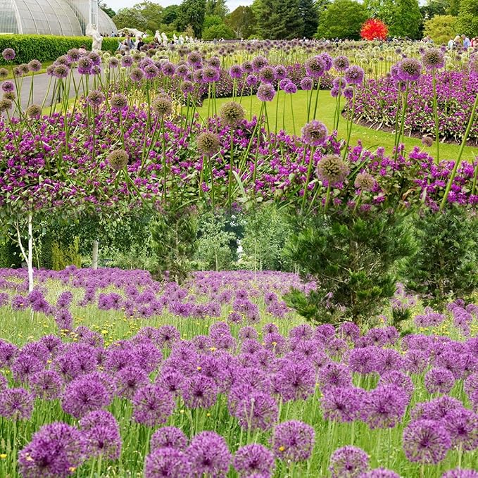 1000+ Purple Blue Rare Plant Flower Seed for Planting Giant Allium Seeds for Planting Globemaster Allium Giganteum Flower Seeds Outdoor Home Garden