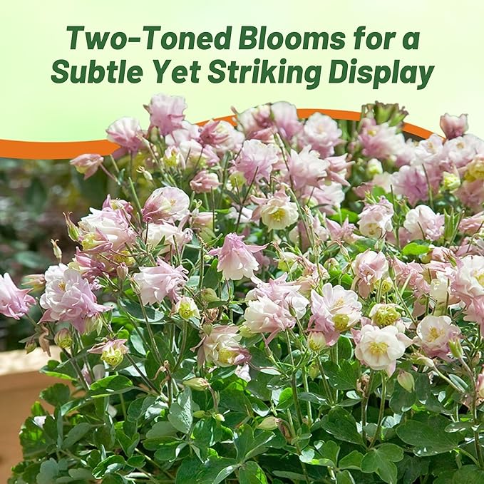 Outsidepride Rose White Columbine Seeds - 10 Pcs Perennial, Easy to Grow Flower Seeds for Planting, Suitable for Pollinator-Friendly Garden, Cut Floral Arrangements, Ground Covers, or Borders