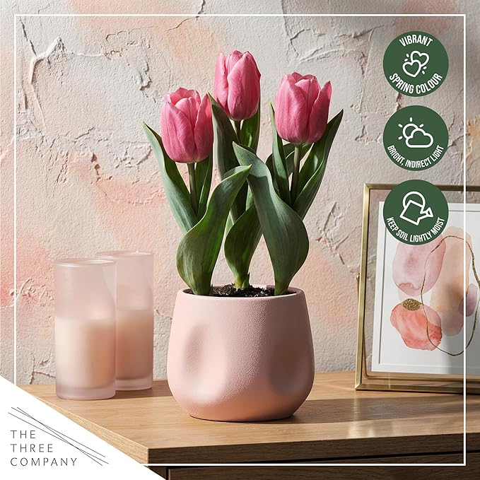 Live Flowering Tulip (4 Per Pack) - Pink, Beautiful Spring Bulbs, Ships Dormant in 1 Pint Pot, Blooms in 2-3 Weeks