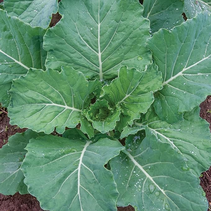 Burpee Georgia Collards Seeds - Heirloom Southern Cooking Greens
