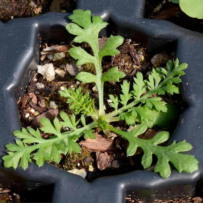 Seed Needs, Red Yarrow Seeds - 500 Heirloom Seeds for Planting Achillea millefolium rubra - Perennial Host Plant to Attracts Monarchs & Other Pollinators (2 Packs)