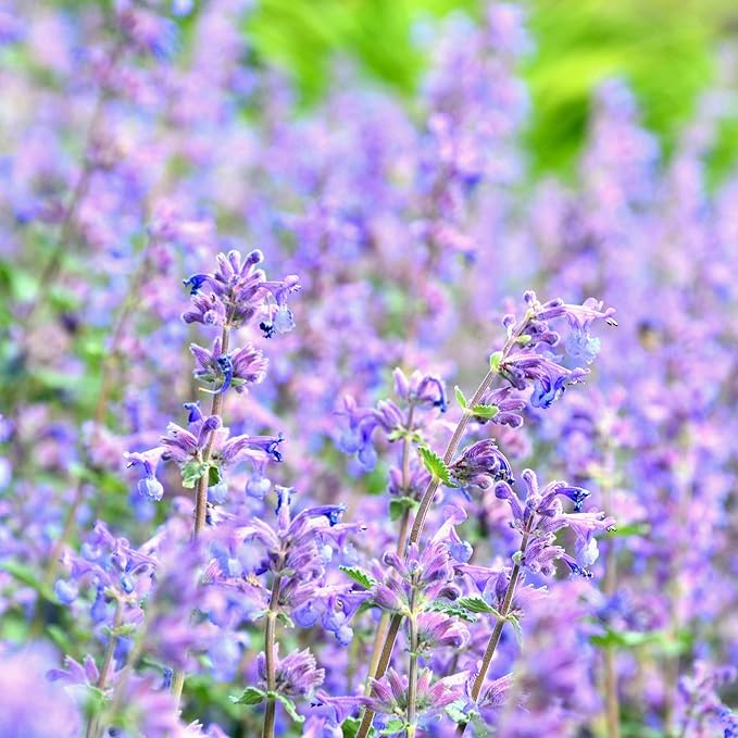 Cat Mint - Blue Moon - Herb Garden Seeds - 10 Seeds - Non-GMO, Open Pollinated Herbal Gardening Seeds - Nepeta nervosa 'Blue Moon'
