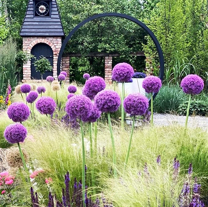1000+ Purple Blue Rare Plant Flower Seed for Planting Giant Allium Seeds for Planting Globemaster Allium Giganteum Flower Seeds Outdoor Home Garden