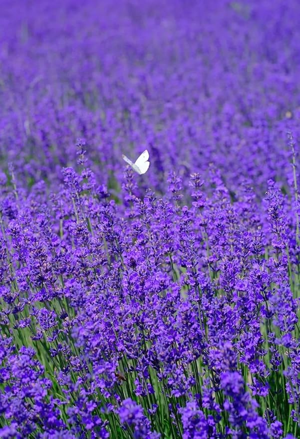 10,000 Lavender Seeds - Non-GMO Heirloom, High Germination Perennial Herb, Fragrant Purple Blooms, Pollinator Friendly for Indoor & Outdoor Planting