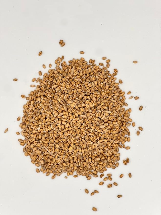Thunder Acres Premium Soft Red Winter Wheat Seed (5, Pounds)