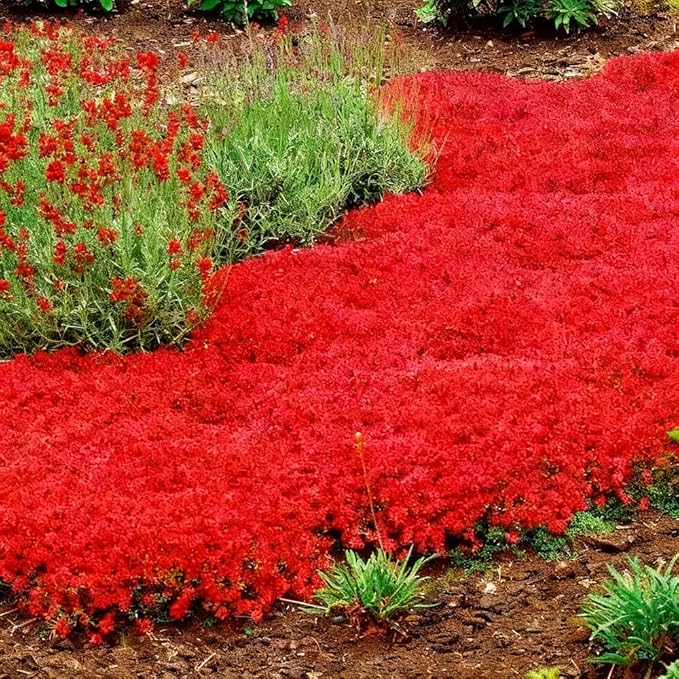 15000pcs Red Creeping Thyme Seeds Ground Cover,Thyme Seeds for Planting Indoors,Thymus Seed Perennial Flower Non-GMO Heirloom for Home Garden