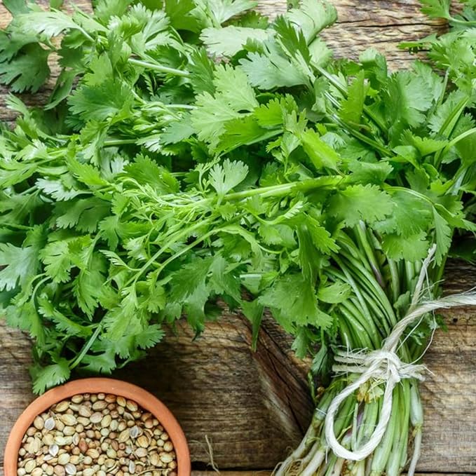 400Pcs Cilantro Seeds for Planting, Coriander Seeds Vegetable to Grow Indoor Outdoor