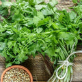 400Pcs Cilantro Seeds for Planting, Coriander Seeds Vegetable to Grow Indoor Outdoor