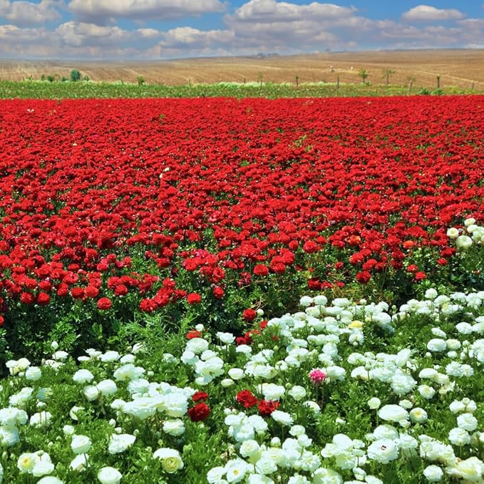 30 Ranunculus Bulbs for Planting, Multicolor Ranunculus Flower Bulbs, Ranunculus Corms