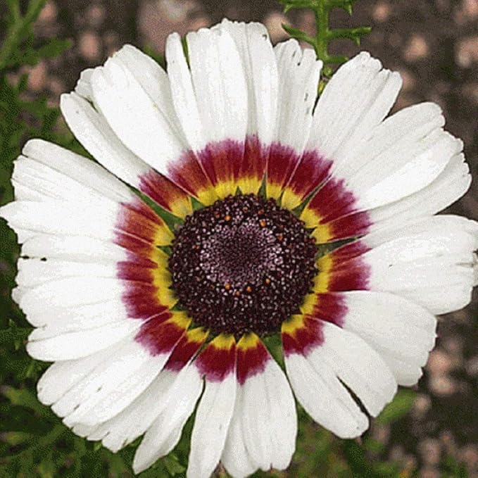 Painted Daisy Flower Seeds, 25 Count COOL BEANS N SPROUTS Brand. Home Gardening.
