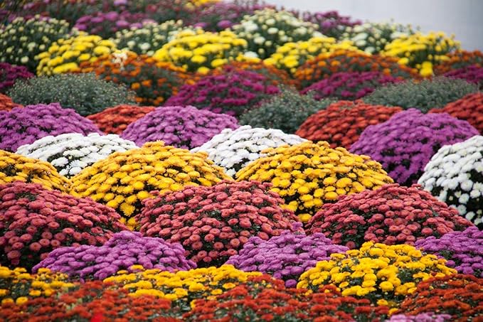 500+ Mixed Color Chrysanthemum Seeds for Planting - Hardy Garden Flower Seeds - Rare Ground Cover Landscape Easy Grow & Maintain