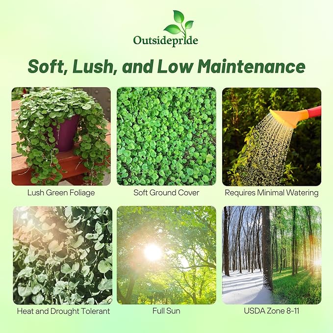 Outsidepride Perennial Dichondra Emerald Falls Seed - 30 Pcs Drought & Heat Tolerant, Low-Growing, Ground Cover Seeds for Planting Lush Green Ground Cover for Gardens, Pathways & Container Planting