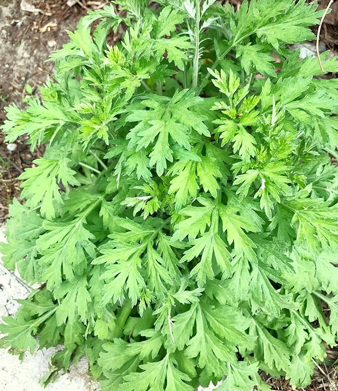 TomorrowSeeds - Common Mugwort Seeds - 15000+ Count - for 2025 Planting Artemisia Vulgaris Wormwood Weed Moxa Moxibustion Riverside Acupuncture Perennial Vegetable Herb Grow Your Own Home Farm Patio