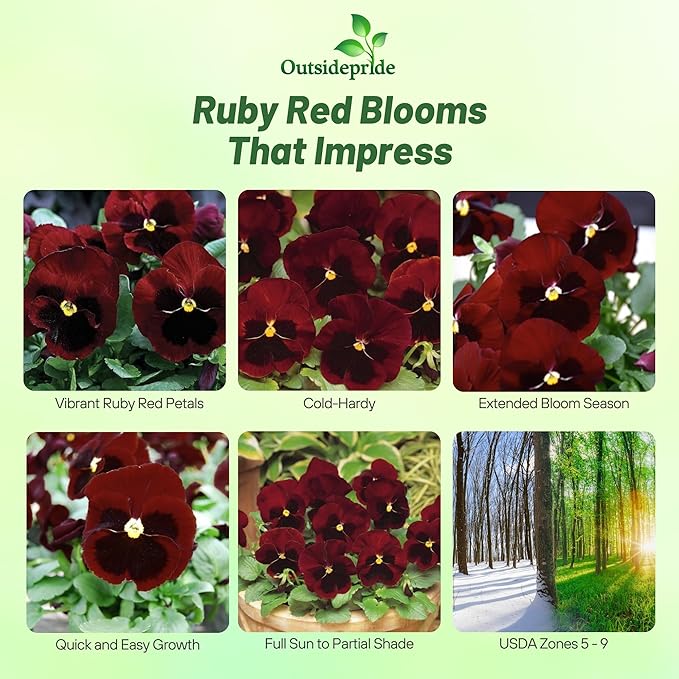 Outsidepride Big Red Viola Pansy Seeds for Planting - 100 Pcs. Biennial, Cold-Hardy & Pollinator Friendly Flowers with Fragrant Blooms for Garden Beds, Borders & Container Displays