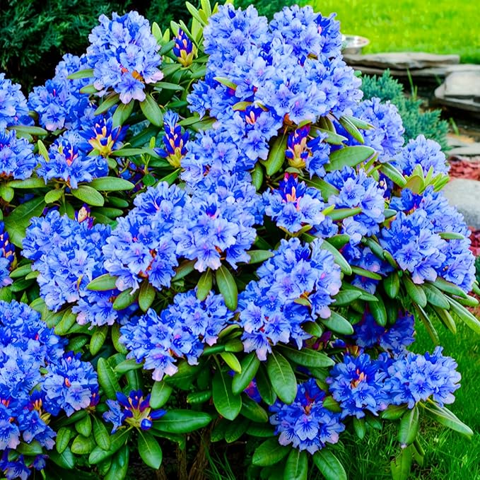 Dwarf Azalea Seeds for Planting, 30pcs Rare Azalea Rhododendron Perennial Flower Seeds Flower Plants, Non-GMO Heirloom Beauty Flowers for Home Garden Outdoors