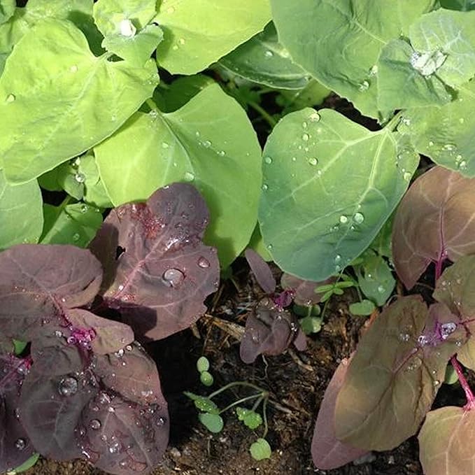 Organic Aurora Orach 0.25 Oz Seeds – Mountain Spinach Greens – Bright Multicolor Leaves – Heat-Tolerant, Spinach-Like Salad Green – Atriplex hortensis – Annual, Non-GMO, Heirloom – 6' Tall Plants