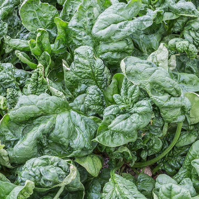 Bloomsdale Spinach Seeds - Long Standing - 15 g Packet - Heirloom, Non-GMO Gardening Seeds - Microgreens and Salad Garden