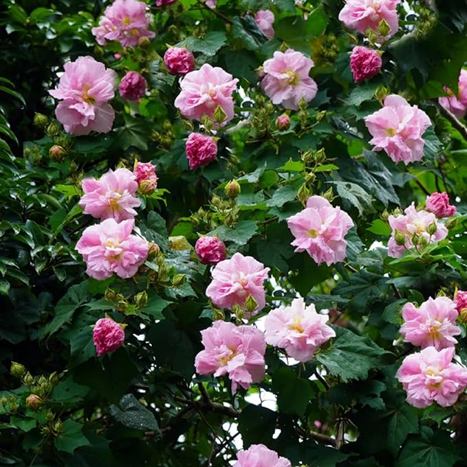 Mixrug Mix Hibiscus Seeds for Planting, 200pcs Rare Perennial Grandiflorus Giant Hibiscus Flower Seeds, Non-GMO Heirloom Beauty Blooms Flowers Plants for Home Garden Outdoors