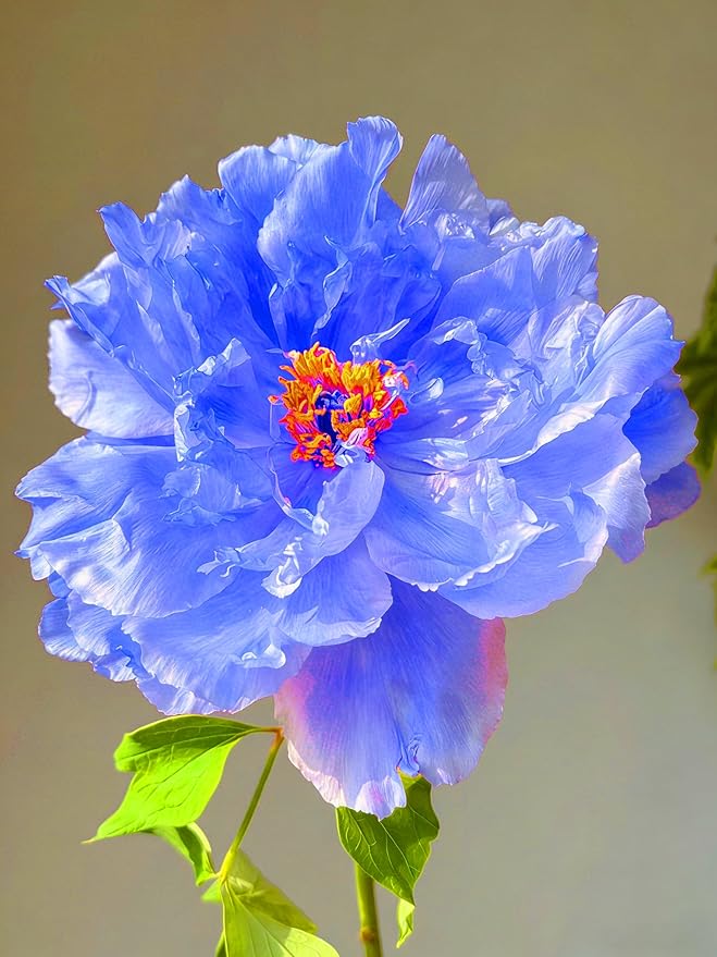 Mix Peony Seeds for Planting, 100+pcs Rare Perennial Peony Flower Seeds Plants, Non-GMO Heirloom Attracts Pollinators Blooms Flowers Plants for Home Garden Outdoors